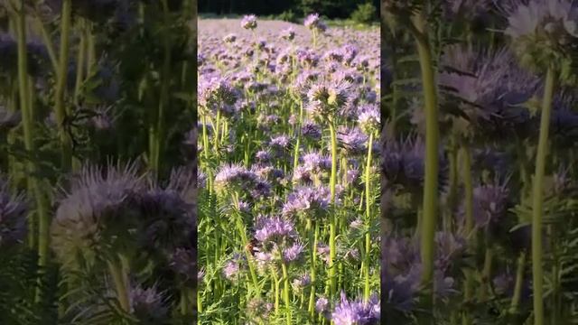 Медонос Фацелия сорт Медуница. смотреть онлайн