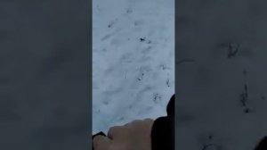 Отстрел патронов магнум, техкрим, тулаармс. ОООП striamer.