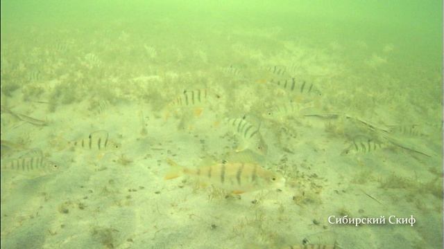 Реакция окуня на мормыш смотреть онлайн