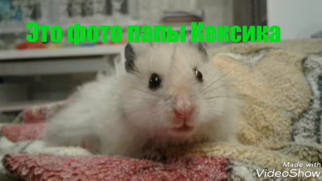 ИРИСКА РОДИЛА!! УРА! / ХОМКИ шоу смотреть онлайн