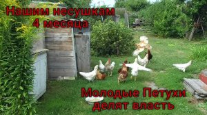 Августовский обзор огорода в деревне. Забой четырехмесячных петухов.