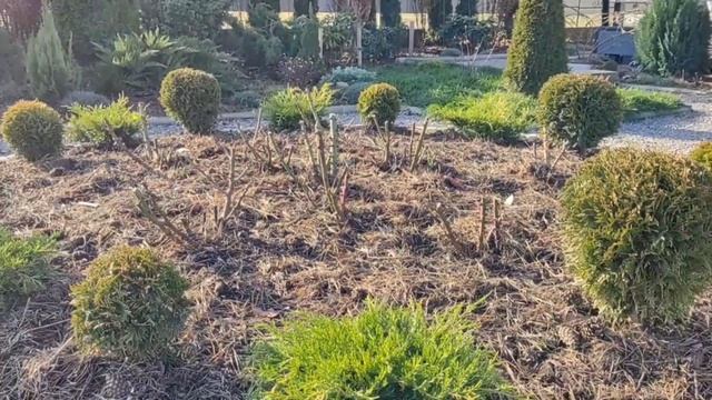 Круглая клумба в моем саду / Всесезонная парадная клумба у входа в дом / Давайте мечтать вместе!