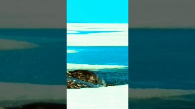 Единороги существуют!!? Нарвал? А ты подписался ✅? #shorts смотреть онлайн