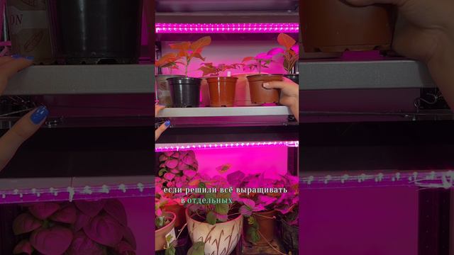 ВМЕСТЕ ИЛИ РАЗДЕЛЬНО? ПОДБИРАЕМ ЕМКОСТИ ДЛЯ РАССАДЫ смотреть онлайн