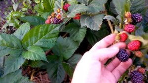 Вторая волна плодоношения ежемалины Марионберри. Сравнение с Тайберри