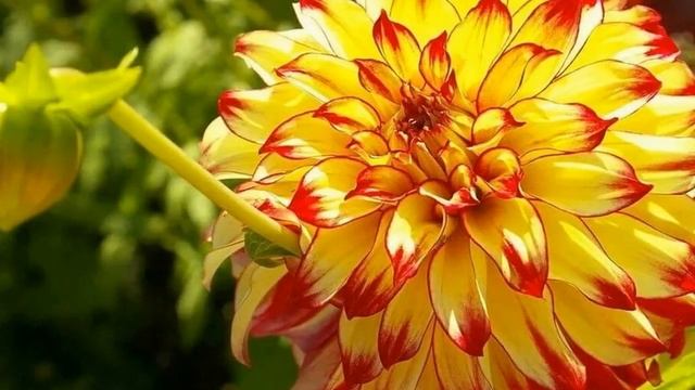 #Георгины #цветы #Dahlias #flowers смотреть онлайн