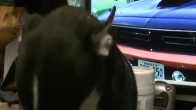 Dog Health - Brushing My Dogs Teeth - Chihuahua