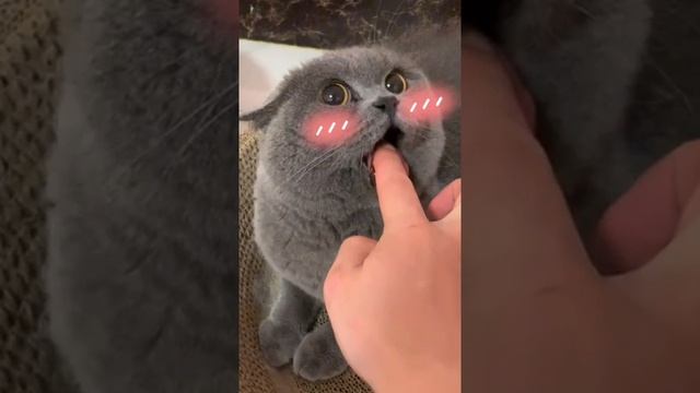 ПОЛОЖИЛ КОТУ ПАЛЕЦ В РОТ ? смотреть онлайн