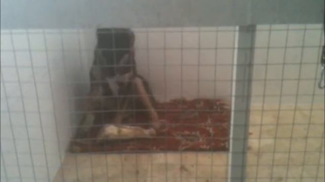 Бой - приютские будни смотреть онлайн