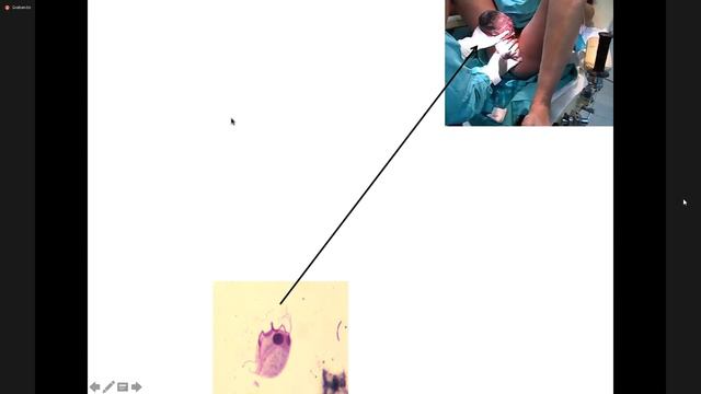 PARASITOS - Clase 3 (7 Sept)