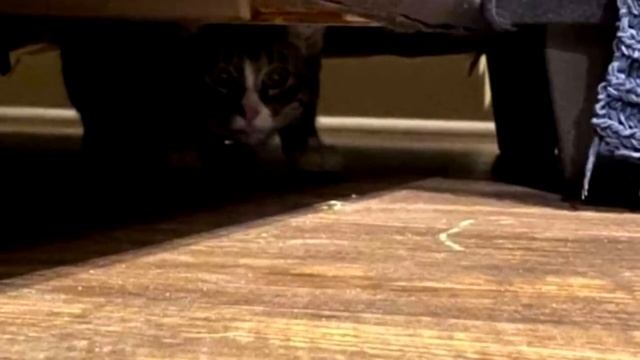 Семья купила диван, но через день собака начала громко на него лаять и вот почему! смотреть онлайн