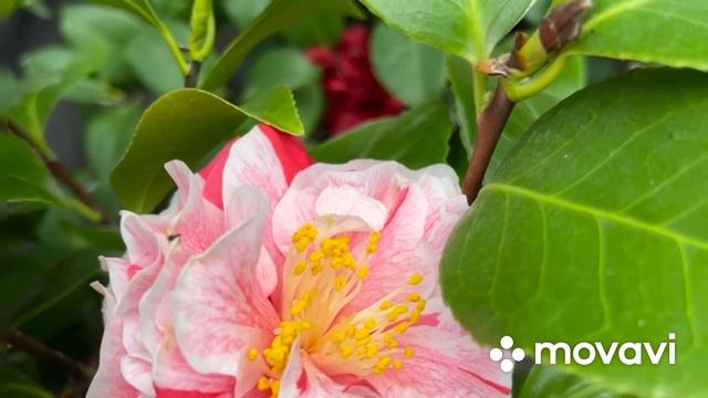 Мои японские камелии цветут , радуют и восхищают ❤️? смотреть онлайн