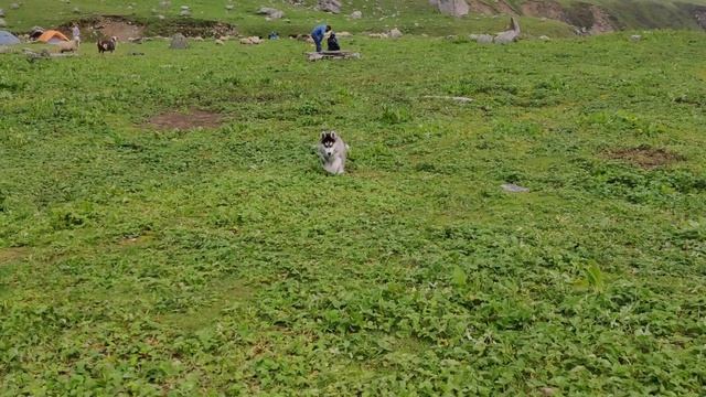 Best Trekking Places in India for Beginners | Litham Himachal Pradesh | Himalaya Trekking Video смотреть онлайн