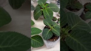 Мои растущие глоксинии  весна 2023.