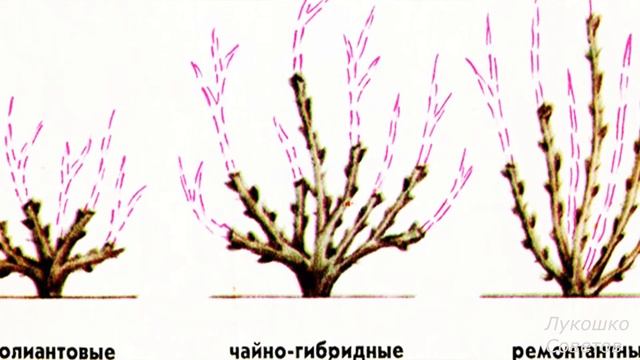 Обрезка Роз Правильный Уход За Розами Весной /Лукошко Советов смотреть онлайн