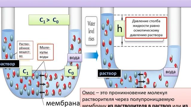 Коллигативные свойства растворов. Растворы и их свойства. смотреть онлайн