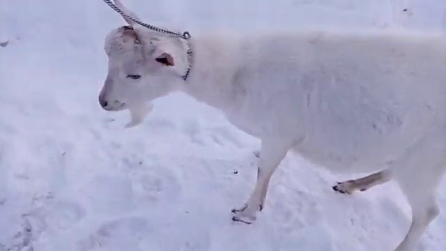 Козёл зааненский чистопородный с документами продажа смотреть онлайн