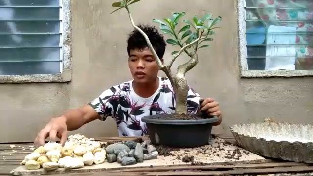 ADENIUM BONSAI paano gumawa at dapat pang desinyu rin смотреть онлайн