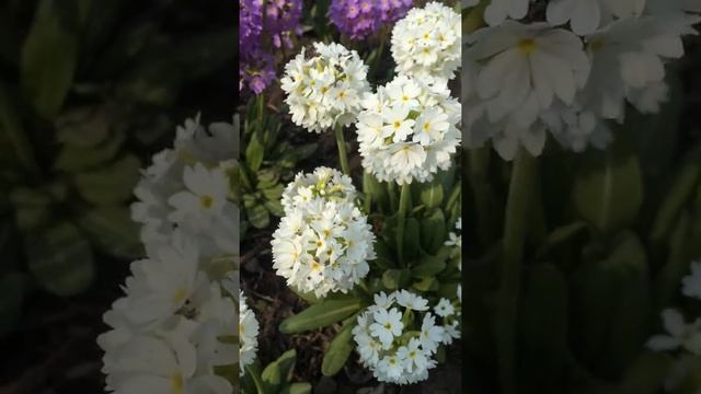 Примула мелкозубчатая (Рrimula denticulata) смотреть онлайн