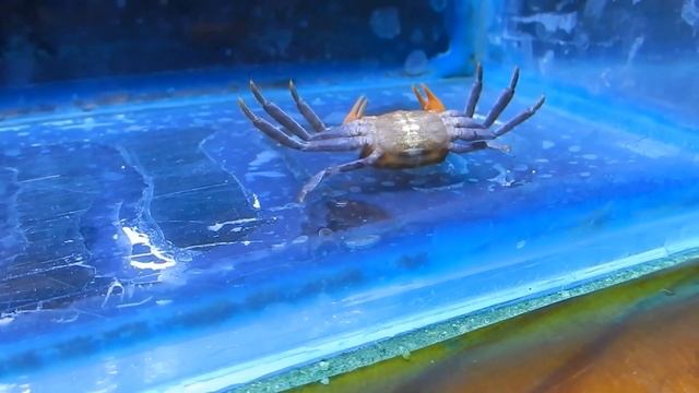 Что это? Болезнь или не удачная линька?