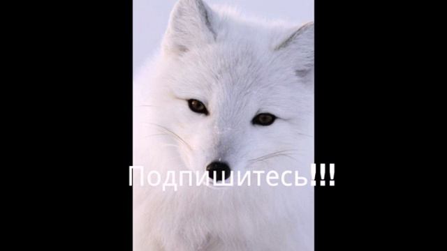 -неумерай-Лапа живи!! Смотреть всем!! смотреть онлайн