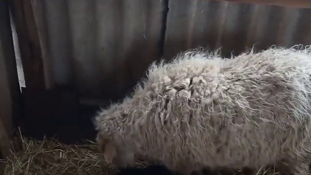 Третий окот овцы... смотреть онлайн