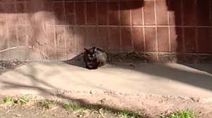 коты1
