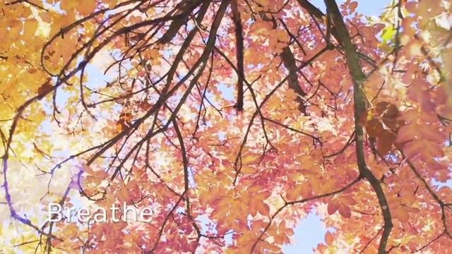 Pause - Guided Meditation App смотреть онлайн