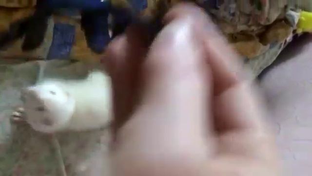 Хорёк Сёма хочет избавится от шлейки . смотреть онлайн