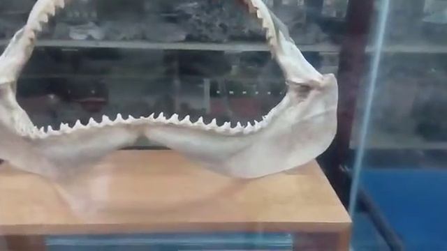 Нячанг, музей института океанографии. Часть 3 смотреть онлайн