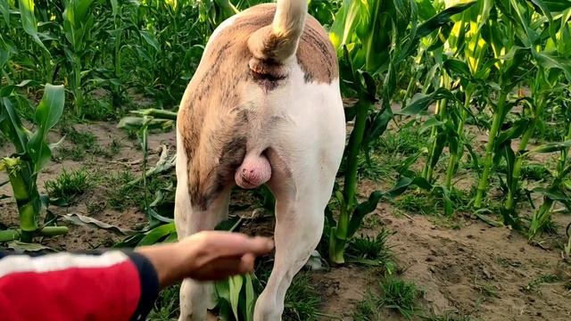 Американский бульдог-всеядное животное\Вечерняя прогулка.#americanbulldog #американскийбульдог смотреть онлайн