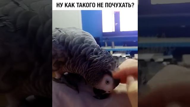 Милый попугайчик! ;) смотреть онлайн