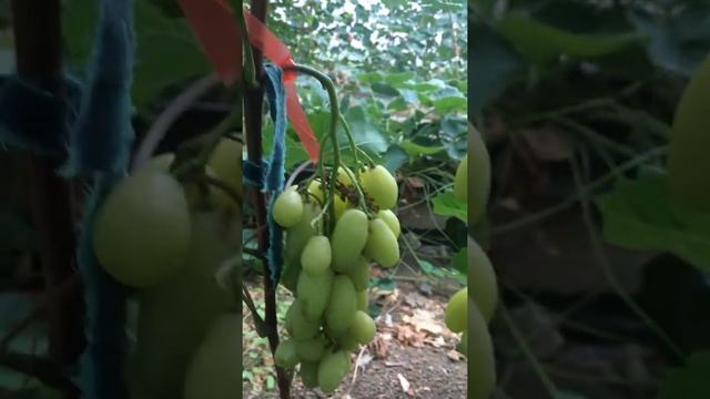 Сорт «Бананас» 2019г. смотреть онлайн