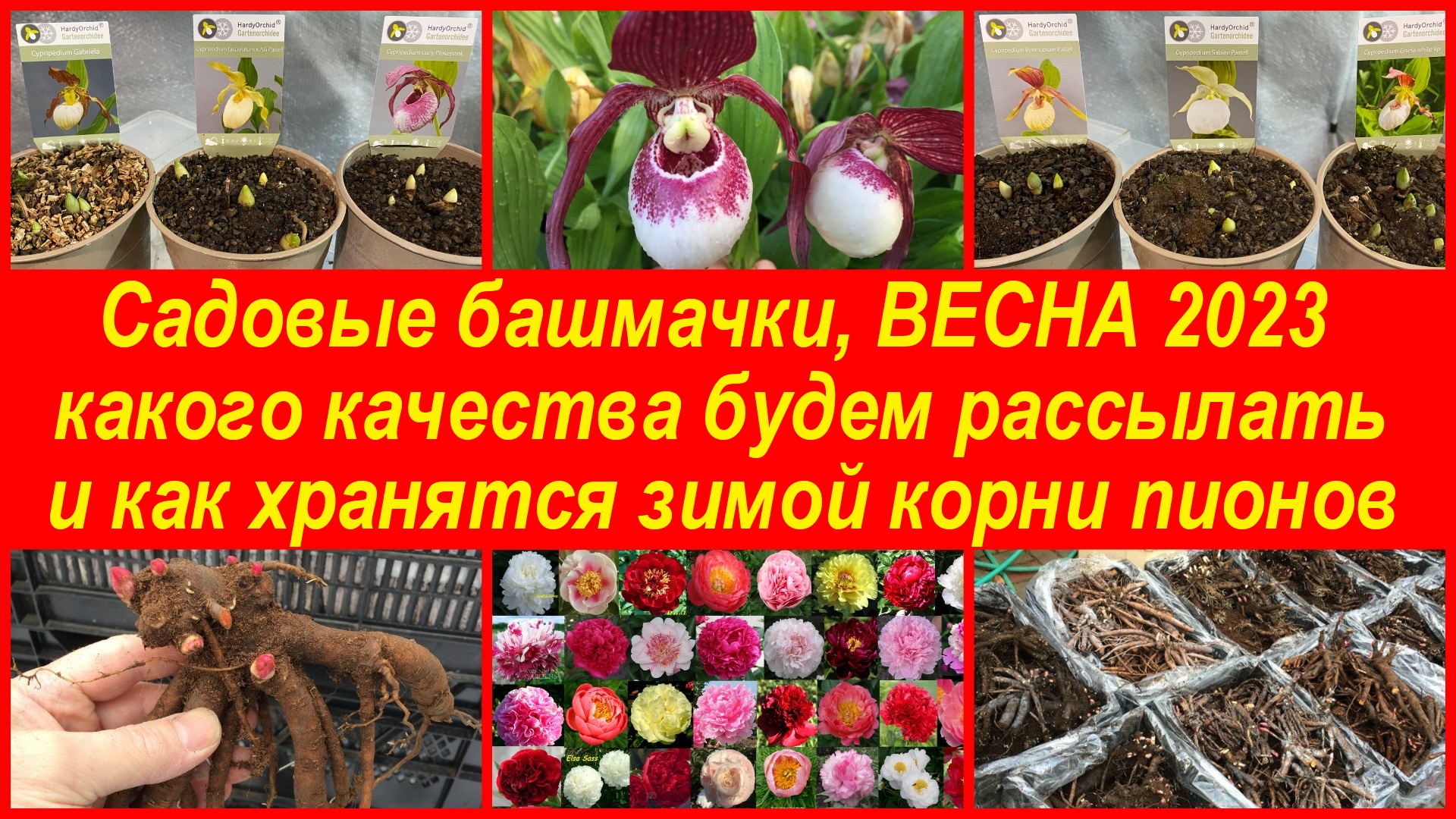 Садовые башмачки, ВЕСНА 2023, какого качества будем рассылать и как хранятся корни пионов зимой смотреть онлайн