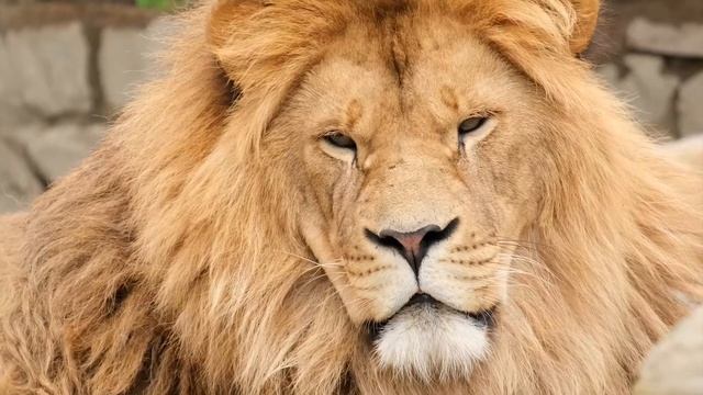 О дружбе и преданности до самой смерти #левисобачка смотреть онлайн