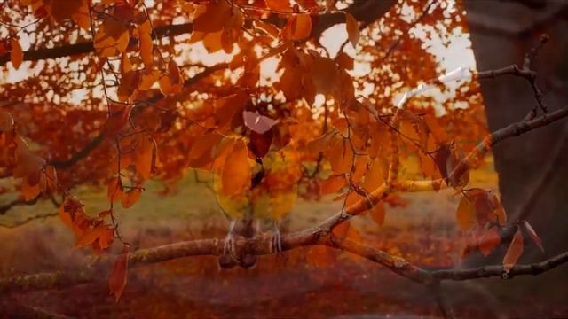 стихотворение про Осень. Октябрь.Театр К.С.Станиславского Караганда. смотреть онлайн