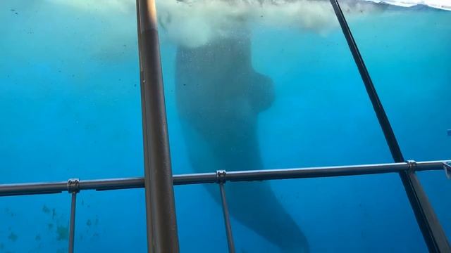 Marineland Antibes Orca Show/Presentations Highlights October 2019 смотреть онлайн