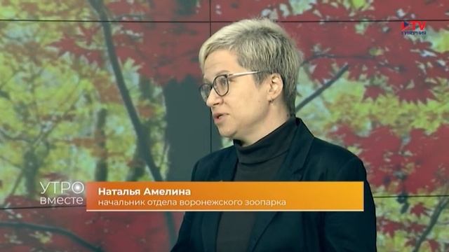 Куда исчезают белки в Воронежской области смотреть онлайн