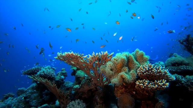 Топ 5 отелей Шарме эль Шейха с шикарным коралловым рифом смотреть онлайн