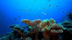 Топ 5 отелей Шарме эль Шейха с шикарным коралловым рифом