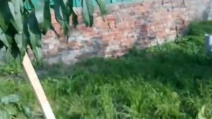 Персик  Елгавский в Беларуси