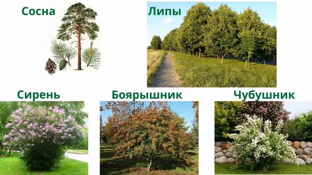 Окружающий мир 1 класс. ТЕМА "ЧТО РАСТЁТ В ГОРОДЕ" с.20, 21 Перспектива ч.2 смотреть онлайн