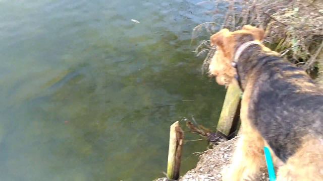 DOG VLOG: Собаки, ветер, уточки смотреть онлайн