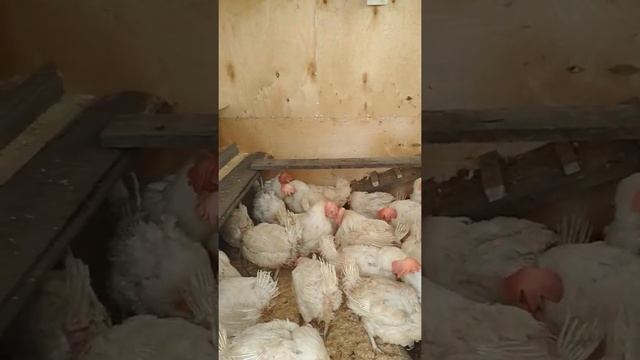 Строим курятник на дачном участке. Каркасный, утеплённый курятник, часть 4. #Shorts смотреть онлайн