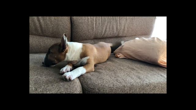 Миниатюрный бультерьер. Стоит ли заводить мини бультерьера? Бультерьер. Вся правда о породе. смотреть онлайн