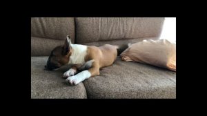 Миниатюрный бультерьер. Стоит ли заводить мини бультерьера? Бультерьер. Вся правда о породе.