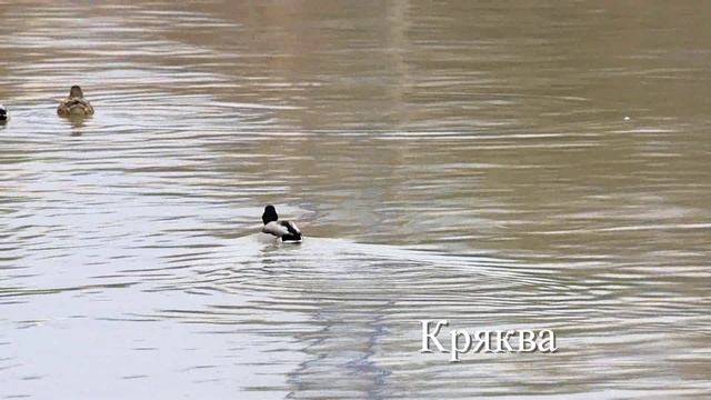 Птицы в весеннем парке