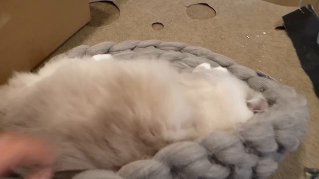 Super Chunky Knit Cat Bed - CommeDesMoutons Oval Cat Bed Product Review смотреть онлайн