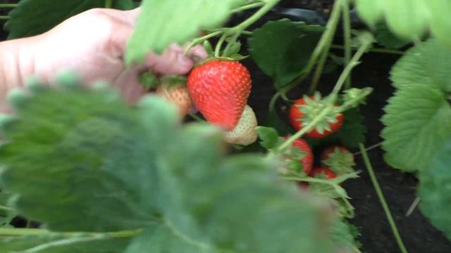 Максим крупноплодный сорт клубники смотреть онлайн