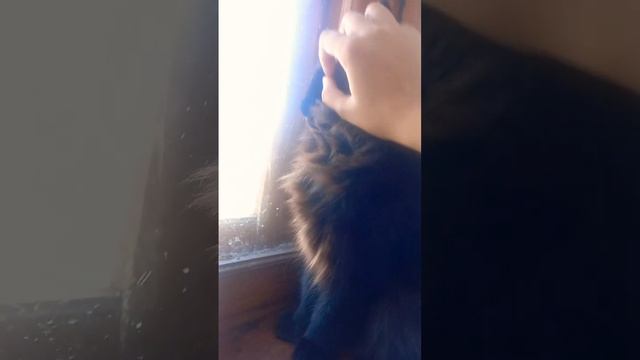 а какие у вас есть домашние животные смотреть онлайн